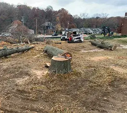 tree care experts alton illinois